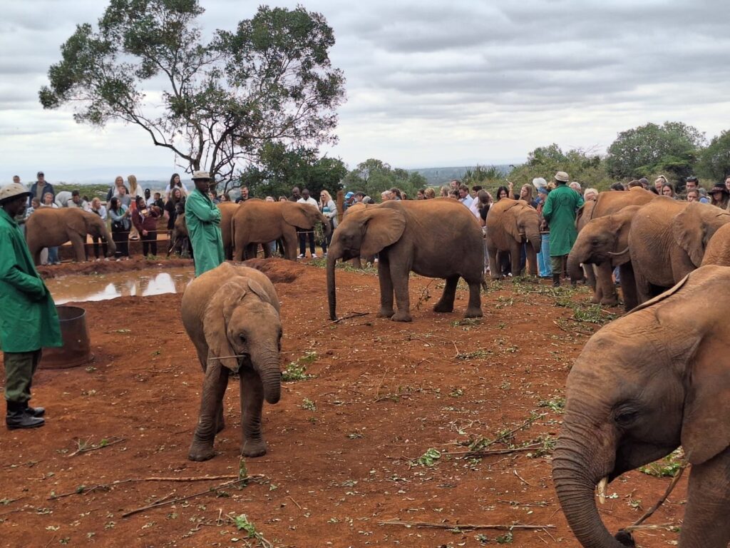 nairobi national park and david sheldrick wildlife trust tour fw4s7
